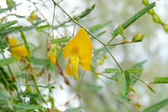 Aeschynomene montevidensis