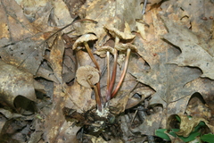 Marasmius cohaerens lachnophyllus