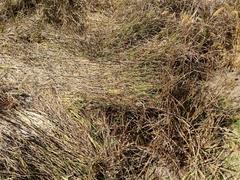 Juncus phaeocephalus