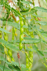 Aeschynomene montevidensis