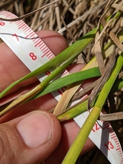 Juncus phaeocephalus