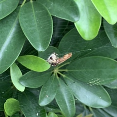 Araneae