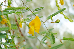 Aeschynomene montevidensis