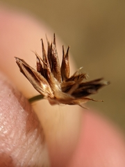 Juncus phaeocephalus