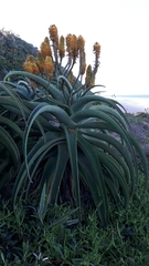 Aloe thraskii