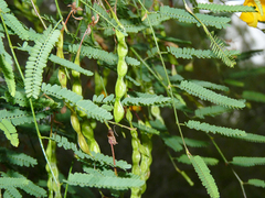 Aeschynomene montevidensis