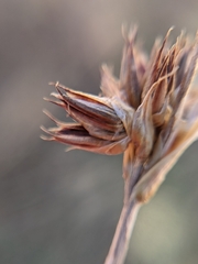 Juncus phaeocephalus