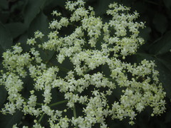 Sambucus nigra