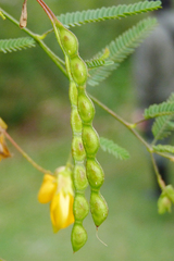 Aeschynomene montevidensis