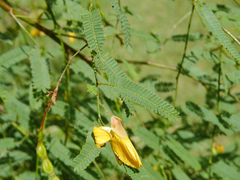 Aeschynomene montevidensis