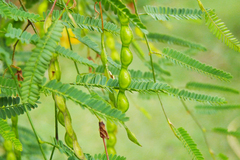 Aeschynomene montevidensis