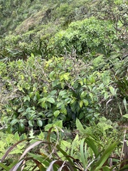 Antidesma platyphyllum