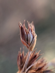 Juncus phaeocephalus