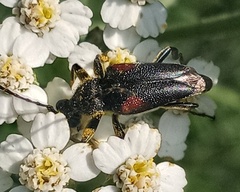 Brachyleptura