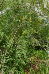 Aeschynomene montevidensis