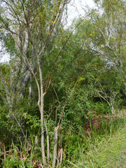 Aeschynomene montevidensis