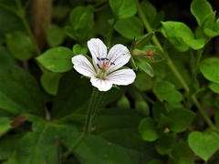 Geranium suzukii