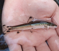 Coreoleuciscus aeruginos