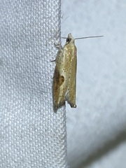 Pseudexentera costomaculana