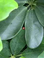 Cheilomenes sexmaculata
