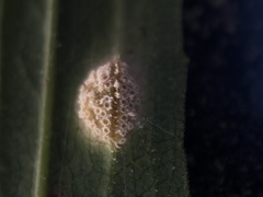 Puccinia dioicae