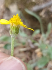 Packera werneriifolia