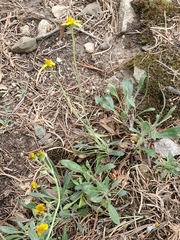 Packera werneriifolia