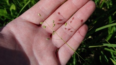 Dichanthelium oligosanthes