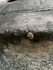 Gastropoda