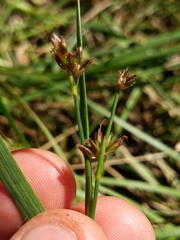 Juncus phaeocephalus