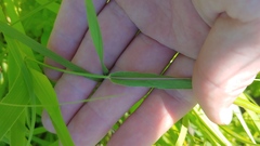 Dichanthelium oligosanthes