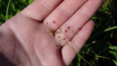 Dichanthelium oligosanthes