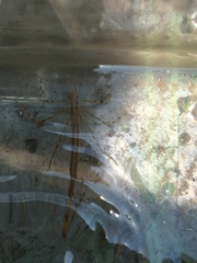 Atrocalopteryx atrata