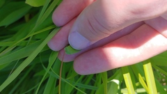 Dichanthelium oligosanthes