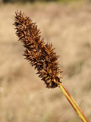 Dense sedge (Carex densa)
