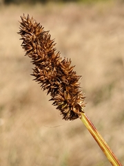 Carex densa
