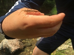 Atrocalopteryx atrata
