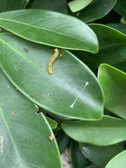 Lepidoptera