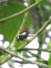 Machaeropterus deliciosus