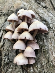 Mycena clarkeana