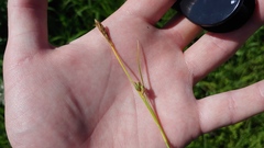 Carex meadii