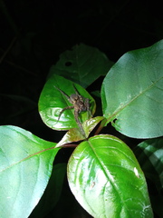 Centroctenus dourados