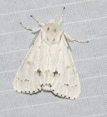 Acronicta vulpina