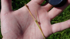 Carex meadii