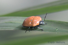 Poecilocoris druraei