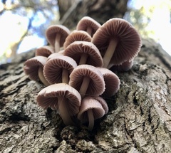 Mycena clarkeana