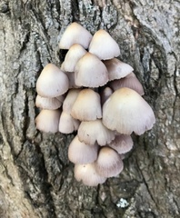 Mycena clarkeana