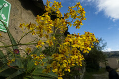 Vitekorchis excavata