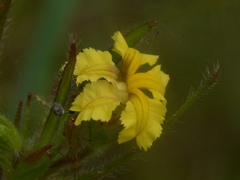 Goodenia pilosa