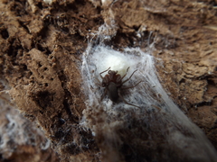 Loxosceles hirsuta